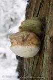 Fomitopsis officinalis image