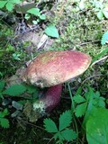 Boletochaete bicolor image
