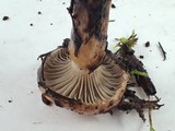 Gomphidius smithii image
