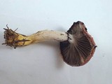 Gomphidius subroseus image