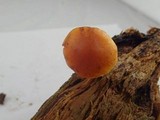 Gymnopilus sapineus image