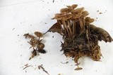 Gymnopus villosipes image
