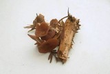 Gymnopus villosipes image
