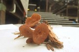 Gymnopus villosipes image