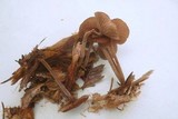 Gymnopus villosipes image
