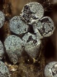 Badhamia foliicola image