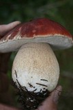 Boletus rubriceps image