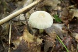 Amanita farinosa image