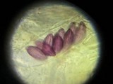 Ascobolus viridis image