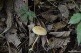 Agrocybe acericola image