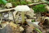Amanita farinosa image