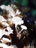 Gerronema bryogeton image