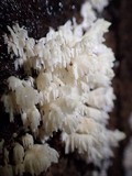 Hydnopolyporus fimbriatus image