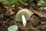 Amanita farinosa image