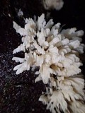 Hydnopolyporus fimbriatus image