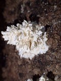 Hydnopolyporus fimbriatus image