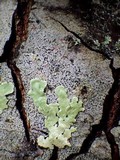 Melaspilea diplasiospora image