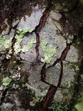 Melaspilea diplasiospora image