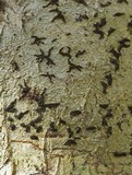 Graphis elegans image