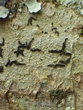 Graphis elegans image