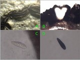 Graphis elegans image
