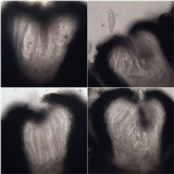Graphis elegans image