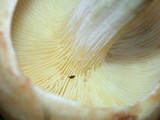 Rhodocollybia maculata var. scorzonerea image