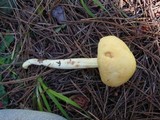 Rhodocollybia maculata var. scorzonerea image