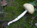 Rhodocollybia maculata var. scorzonerea image