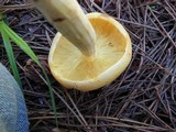 Rhodocollybia maculata var. scorzonerea image
