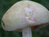 Rhodocollybia maculata image