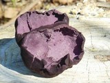 Calvatia cyathiformis image