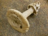 Amanita vernicoccora image