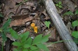 Cantharellus ignicolor image
