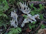 Clavulina rugosa image