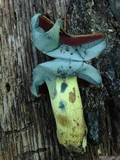Boletus vermiculosoides image