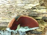 Boletus vermiculosoides image