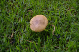 Suillus luteus image
