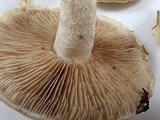 Hebeloma crustuliniforme image