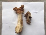 Helvella maculata image