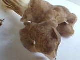 Helvella maculata image