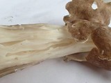 Helvella maculata image