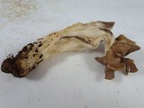 Helvella maculata image