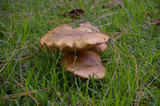 Suillus luteus image