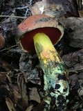 Boletus subluridellus image
