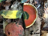 Boletus subluridellus image