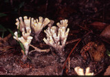 Tremellodendron pallidum image