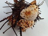 Hydnellum aurantiacum image