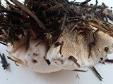 Hydnellum aurantiacum image