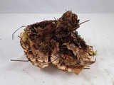 Hydnellum aurantiacum image